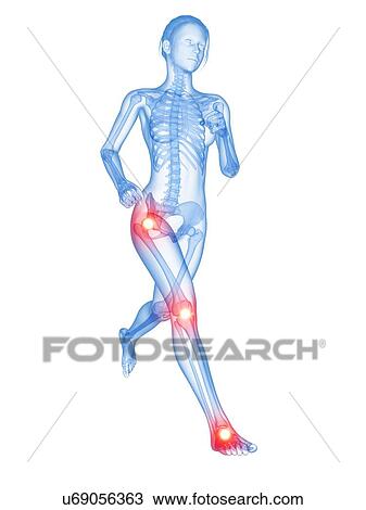 Drawing - Human joints, illustration. Fotosearch
