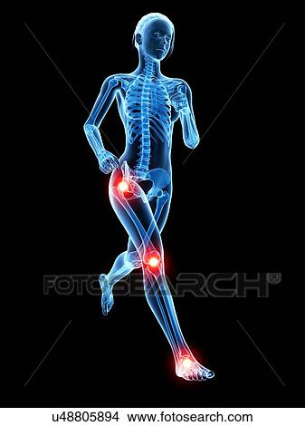 Stock Illustration - Human joints, illustration. Fotosearch
