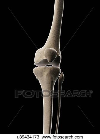 Human knee bones, illustration View Large Illustration Drawing - Human knee bones, illustration. Fotosearch