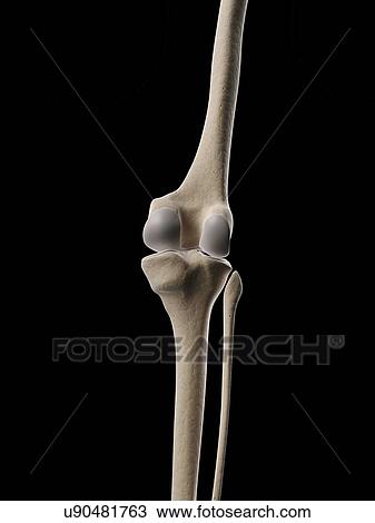 Human knee bones, illustration View Large Illustration Drawing - Human knee bones, illustration. Fotosearch