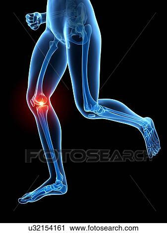 Human knee joint, illustration View Large Illustration Clip Art - Human knee joint, illustration. Fotosearch