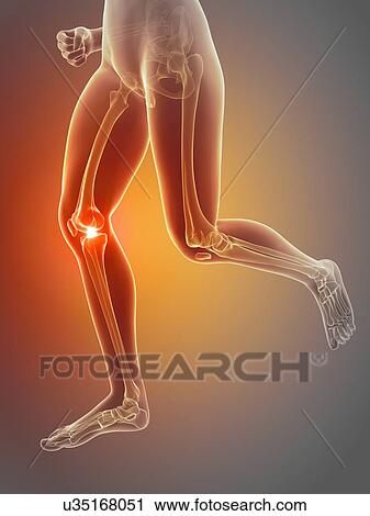 Clip Art - Human knee joint, illustration. Fotosearch