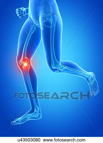 Human knee joint, illustration View Large Illustration Clipart - Human knee joint, illustration. Fotosearch