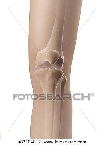 Drawing - Human knee joint, illustration. Fotosearch