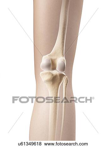 Human knee joint, illustration View Large Illustration Stock Illustration - Human knee joint, illustration. Fotosearch