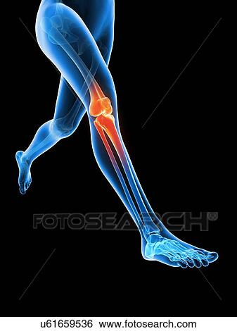 Stock Illustration - Human knee joint, illustration. Fotosearch