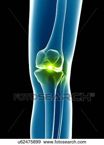 Human knee joint, illustration View Large Illustration Stock Illustration - Human knee joint, illustration. Fotosearch