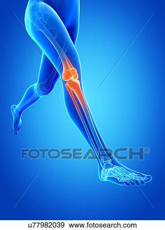 Human knee joint, illustration View Large Illustration Stock Illustration - Human knee joint, illustration. Fotosearch