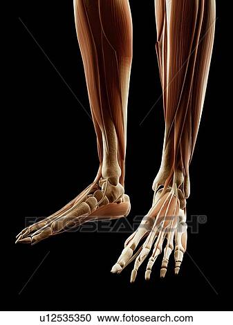 Clipart - Human leg and foot muscles, illustration. Fotosearch