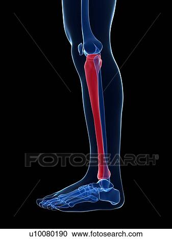 Human leg bone, illustration View Large Illustration Clipart - Human leg bone, illustration. Fotosearch