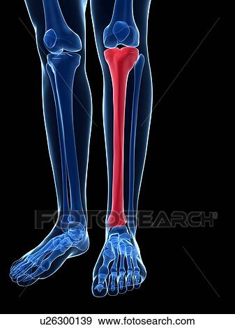 Stock Illustration - Human leg bone, illustration. Fotosearch