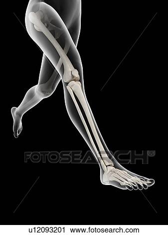 Human leg bones, illustration View Large Illustration Clip Art - Human leg bones, illustration. Fotosearch