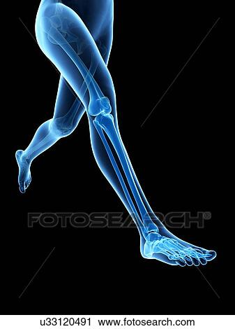 Human leg bones, illustration View Large Illustration Clip Art - Human leg bones, illustration. Fotosearch