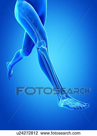 Drawing - Human leg bones, illustration. Fotosearch