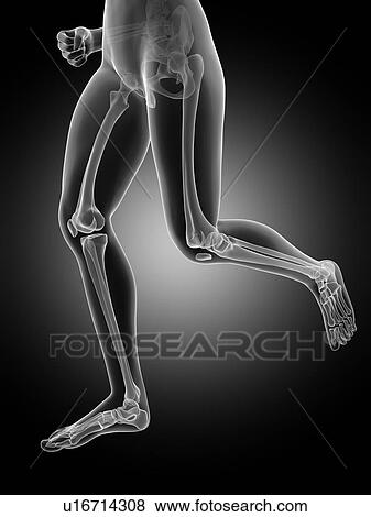 Stock Illustration - Human leg bones, illustration. Fotosearch