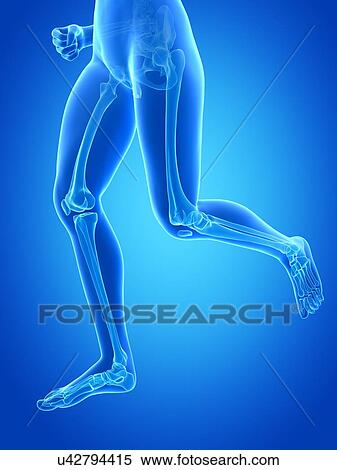 Human leg bones, illustration View Large Illustration Stock Illustration - Human leg bones, illustration. Fotosearch