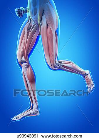 Human leg muscles, illustration View Large Illustration Clip Art - Human leg muscles, illustration. Fotosearch
