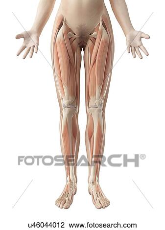 Human leg muscles, illustration View Large Illustration Drawing - Human leg muscles, illustration. Fotosearch