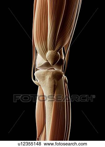 Stock Illustration - Human leg muscles, illustration. Fotosearch