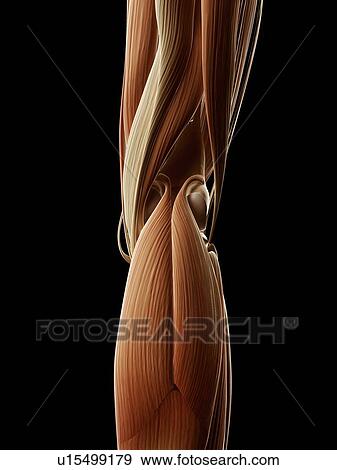 Human leg muscles, illustration View Large Illustration Stock Illustration - Human leg muscles, illustration. Fotosearch