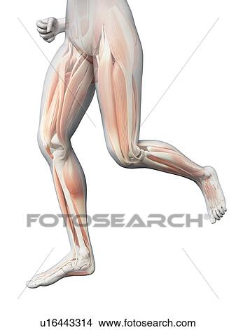 Stock Illustration - Human leg muscles, illustration. Fotosearch