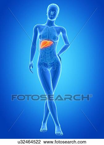 Drawing - Human liver, illustration. Fotosearch