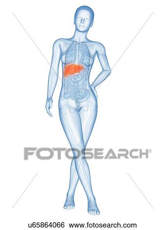 Human liver, illustration View Large Illustration Stock Illustration - Human liver, illustration. Fotosearch
