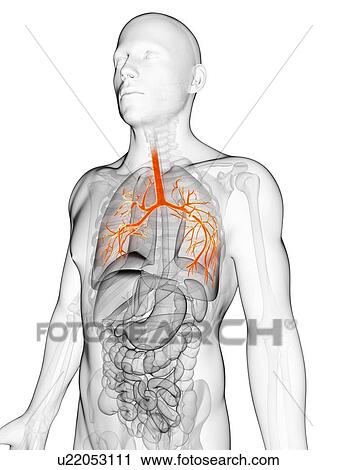 Human lungs, illustration View Large Illustration Clip Art - Human lungs, illustration. Fotosearch