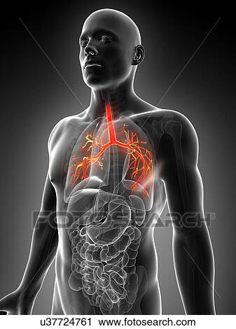Clip Art - Human lungs, illustration. Fotosearch