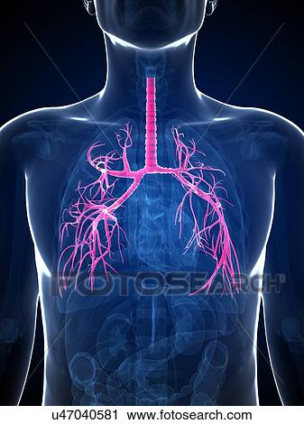 Clip Art - Human lungs, illustration. Fotosearch