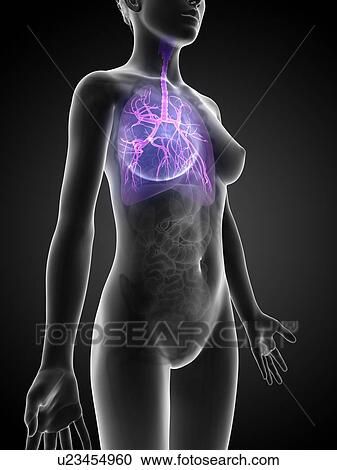 Clipart - Human lungs, illustration. Fotosearch
