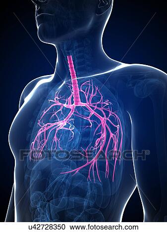 Human lungs, illustration View Large Illustration Clipart - Human lungs, illustration. Fotosearch