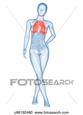 Clipart - Human lungs, illustration. Fotosearch