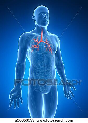 Human lungs, illustration View Large Illustration Drawing - Human lungs, illustration. Fotosearch