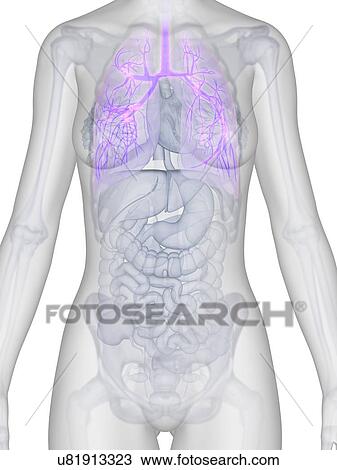 Human lungs, illustration View Large Illustration Drawing - Human lungs, illustration. Fotosearch