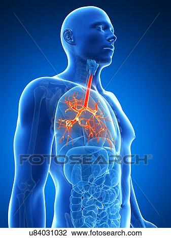 Human lungs, illustration View Large Illustration Drawing - Human lungs, illustration. Fotosearch