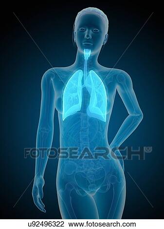 Drawing - Human lungs, illustration. Fotosearch