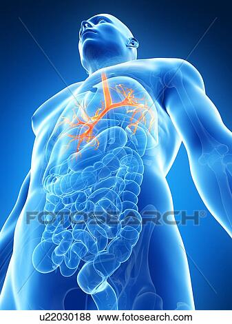 Human lungs, illustration View Large Illustration Stock Illustration - Human lungs, illustration. Fotosearch
