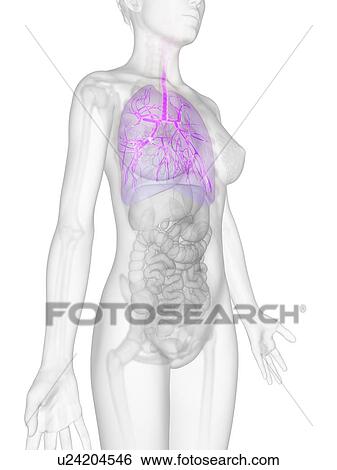 Human lungs, illustration View Large Illustration Stock Illustration - Human lungs, illustration. Fotosearch