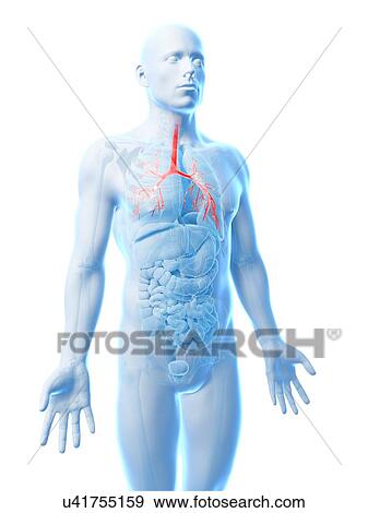 Human lungs, illustration View Large Illustration Stock Illustration - Human lungs, illustration. Fotosearch
