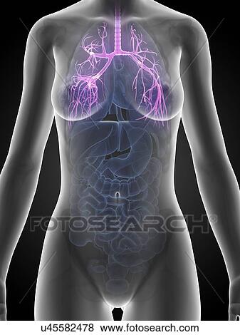 Stock Illustration - Human lungs, illustration. Fotosearch