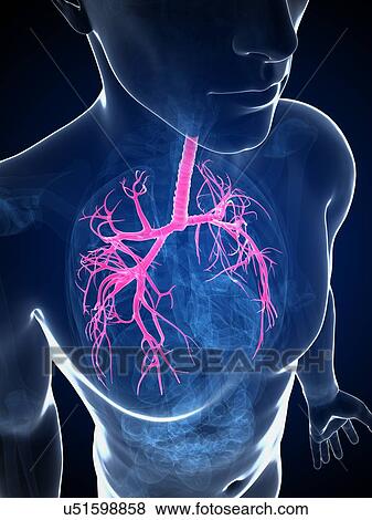 Human lungs, illustration View Large Illustration Stock Illustration - Human lungs, illustration. Fotosearch
