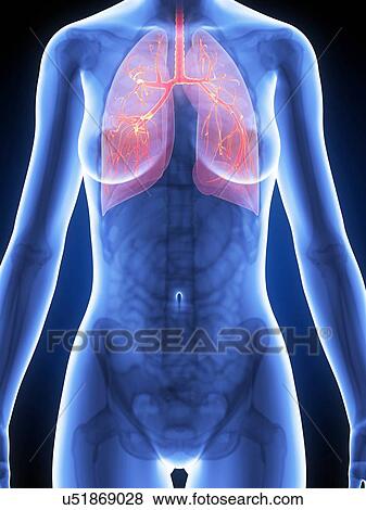 Human lungs, illustration View Large Illustration Stock Illustration - Human lungs, illustration. Fotosearch