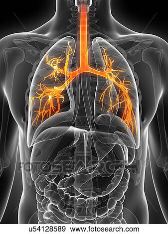 Human lungs, illustration View Large Illustration Stock Illustration - Human lungs, illustration. Fotosearch