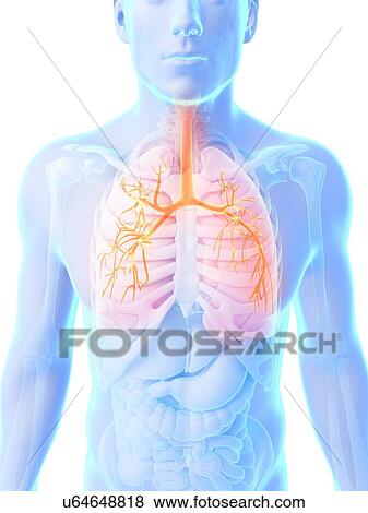 Human lungs, illustration View Large Illustration Stock Illustration - Human lungs, illustration. Fotosearch