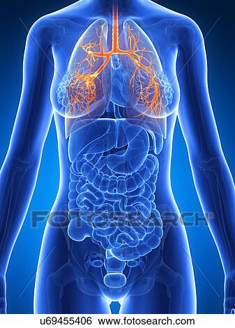 Stock Illustration - Human lungs, illustration. Fotosearch