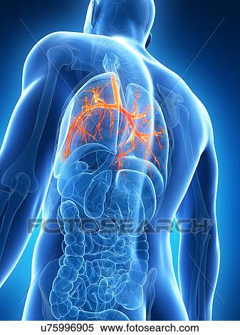 Stock Illustration - Human lungs, illustration. Fotosearch