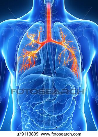 Stock Illustration - Human lungs, illustration. Fotosearch