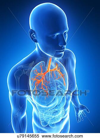 Stock Illustration - Human lungs, illustration. Fotosearch