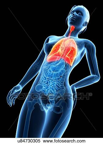 Stock Illustration - Human lungs, illustration. Fotosearch